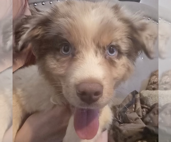 Medium Photo #1 Australian Shepherd Puppy For Sale in ROY, UT, USA