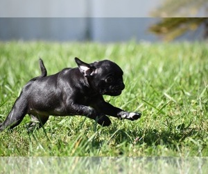 Pug Puppy for sale in PALM COAST, FL, USA
