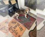 Small #5 Beagle