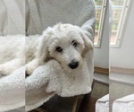 Small #1 Goldendoodle