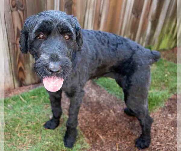 Medium Photo #3 Poodle (Standard)-Retriever  Mix Puppy For Sale in Kennesaw, GA, USA