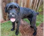 Small #2 Poodle (Standard)-Retriever  Mix