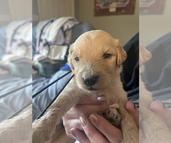 Medium Photo #18 Goldendoodle Puppy For Sale in LASCASSAS, TN, USA
