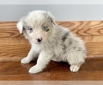 Small Photo #6 Australian Shepherd Puppy For Sale in LODA, IL, USA