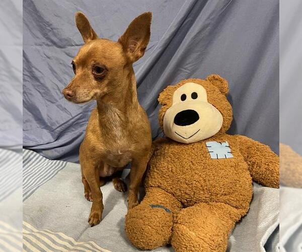 Medium Photo #1 Miniature Pinscher-Unknown Mix Puppy For Sale in Modesto, CA, USA