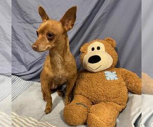 Miniature Pinscher-Unknown Mix Dogs for adoption in Modesto, CA, USA
