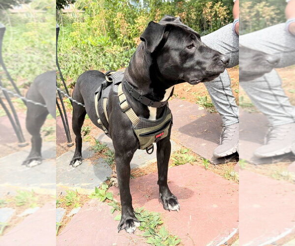 Medium Photo #4 American Pit Bull Terrier-Labrador Retriever Mix Puppy For Sale in Caldwell, NJ, USA