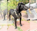 Small #3 American Pit Bull Terrier-Labrador Retriever Mix