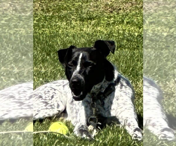 Medium Photo #18 Mutt Puppy For Sale in Garden City, NY, USA