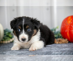 Small #2 Australian Shepherd