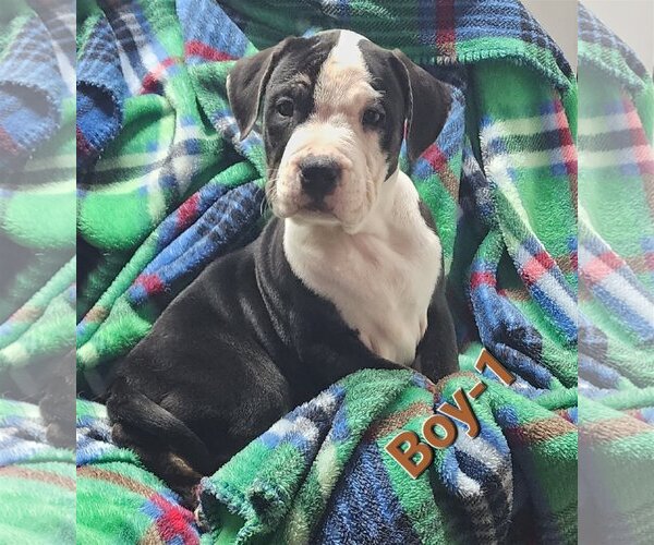 Medium Photo #1 American Pit Bull Terrier Puppy For Sale in Cumberland, MD, USA