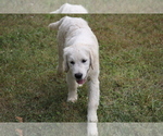 Small Photo #8 English Cream Golden Retriever Puppy For Sale in RINGGOLD, GA, USA