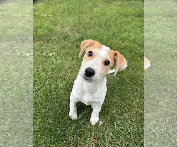 Medium Photo #1 Collie-Unknown Mix Puppy For Sale in Plainfield, IL, USA