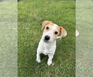 Collie-Unknown Mix Dogs for adoption in Plainfield, IL, USA