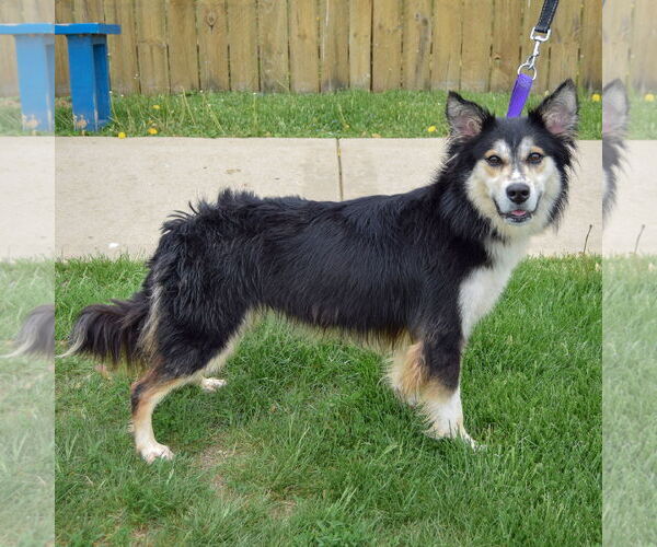 Medium Photo #2 Huskies -Unknown Mix Puppy For Sale in Huntley, IL, USA