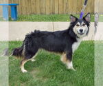 Small #1 Huskies  Mix