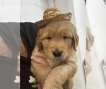 Puppy Blue Golden Retriever