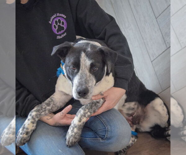 Medium Photo #4 Border Collie-Unknown Mix Puppy For Sale in Huntley, IL, USA