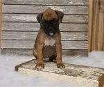 Small Photo #1 Boxer Puppy For Sale in FREDERICKSBURG, OH, USA