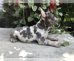 Small Photo #5 French Bulldog Puppy For Sale in MILLERSBURG, OH, USA