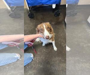Roger - Male Australian Shepherd-Unknown Mix Dog for Adoption - Photo #4