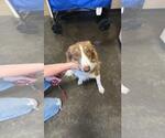 Small Photo #4 Australian Shepherd-Unknown Mix Puppy For Sale in Rockwall, TX, USA