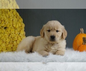 Golden Retriever Puppy for sale in FREDERICKSBURG, OH, USA