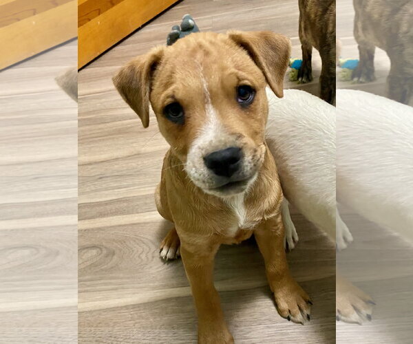 Medium Photo #10 American Pit Bull Terrier-Unknown Mix Puppy For Sale in Hillsboro, MO, USA