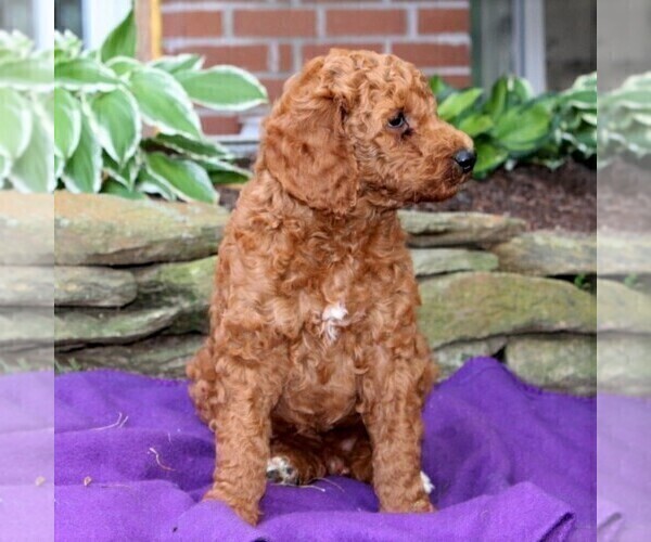 Medium Photo #4 Goldendoodle-Poodle (Standard) Mix Puppy For Sale in NEW PROVIDENCE, PA, USA