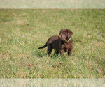 Small Photo #9 Labrador Retriever Puppy For Sale in GIBSONVILLE, NC, USA
