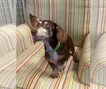 Small Photo #1 Dachshund Puppy For Sale in Shelbyville, TN, USA