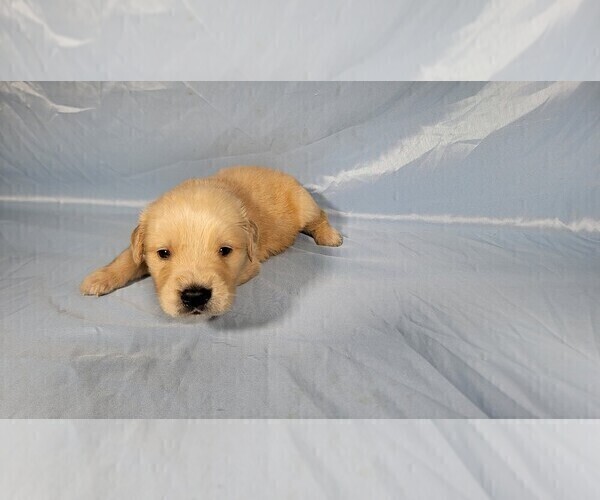 Medium Photo #3 Golden Retriever Puppy For Sale in FALCON, CO, USA