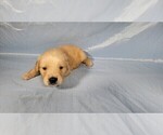 Small Photo #23 Golden Retriever Puppy For Sale in FALCON, CO, USA