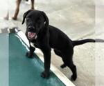 Small #3 Labrador Retriever Mix