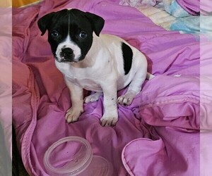 American Staffordshire Terrier Puppy for sale in AKRON, OH, USA