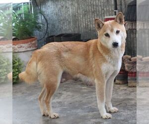 Mother of the Shiba Inu puppies born on 12/10/2025