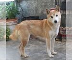 Small Photo #1 Shiba Inu Puppy For Sale in CHARLES CITY, IA, USA