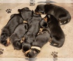 Small Photo #10 Rottweiler Puppy For Sale in WRAY, CO, USA