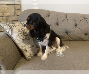 Mother of the Cavalier King Charles Spaniel puppies born on 09/09/2025