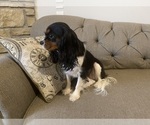 Small Photo #1 Cavalier King Charles Spaniel Puppy For Sale in BATTLEFIELD, MO, USA