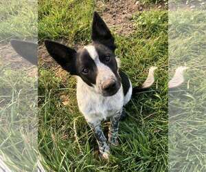 Mutt Dogs for adoption in Sandy, UT, USA