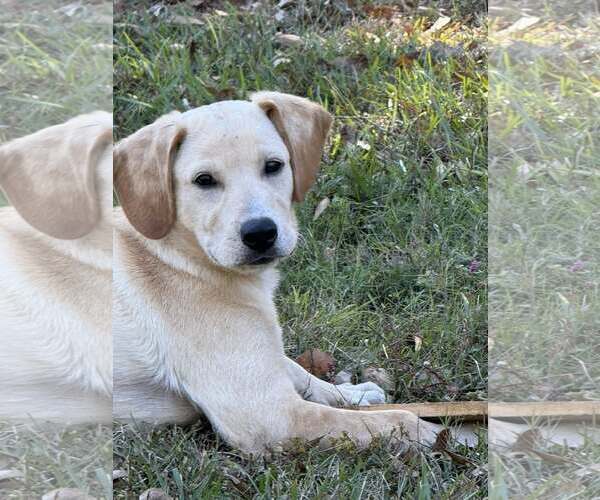 Medium Photo #5 Labralas Puppy For Sale in Attalka, AL, USA
