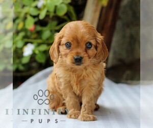 Cavapoo Puppy for sale in EAST EARL, PA, USA