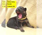 Image preview for Ad Listing. Nickname: Litter of 8