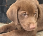 Small #5 Labrador Retriever
