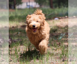 Goldendoodle Puppy for sale in ELBERT, CO, USA