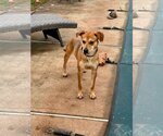 Small Photo #8 Beagle-Unknown Mix Puppy For Sale in Rockaway, NJ, USA