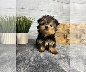 Yorkshire Terrier Puppy for sale in INDIANAPOLIS, IN, USA
