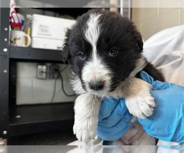 Medium Photo #1 Labrenees Puppy For Sale in Pueblo, CO, USA