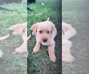 Golden Shepherd Puppy for sale in BLAIR, WI, USA